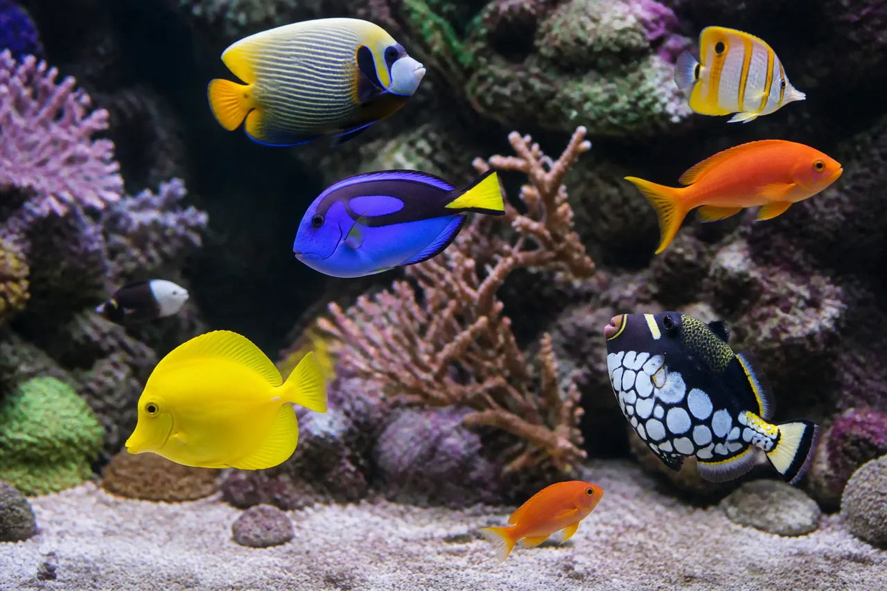 Aquarium de Vannes, sortie idéale quand il pleut